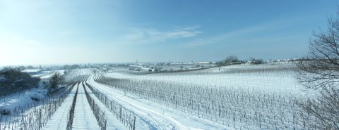 Panorama von Gols, verschneit im Winter.