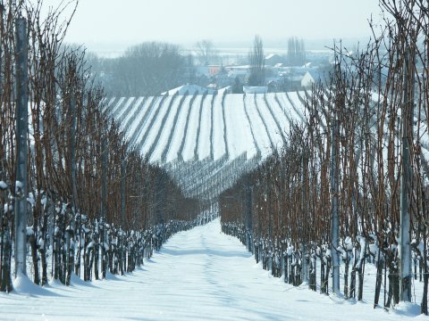Weingarten im Winterkleid