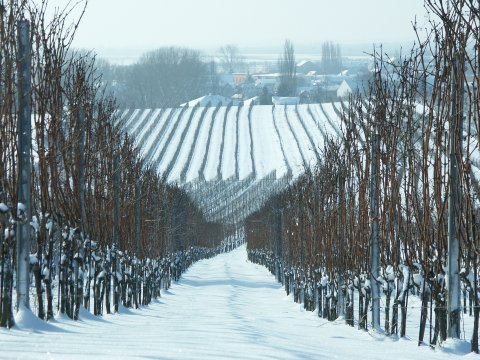 Snow-covered vinyards