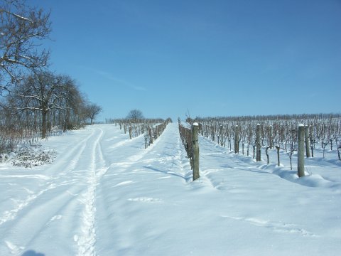 Weingarten im Winterkleid