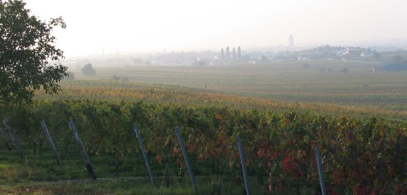 Weingarten am Herbstmorgen