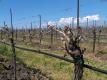 Zweigelt vines after freezing temperatures in late April