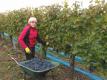 Ripe Cabernet Sauvignon grapes at the harvest