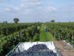 Blaufränkisch grapes at the harvest