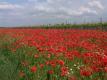 Ein red sea of Poppies