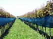 bird-nets to protect the precious grapes