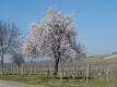 Flowering almond tree in the spring