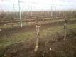 Binding the Vines after Pruning