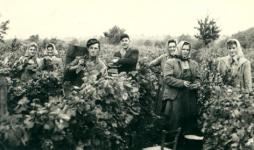Wine harvest in 1958