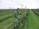 Hans Schreiner pruning the vines