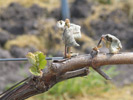 Grapevines marred by late frost in May