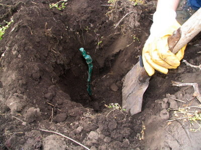 young vine in planting hole