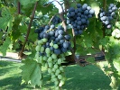 Red wine grapes start to change colour