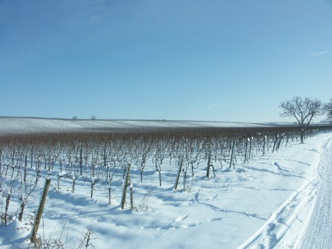 Snow-covered vinyards