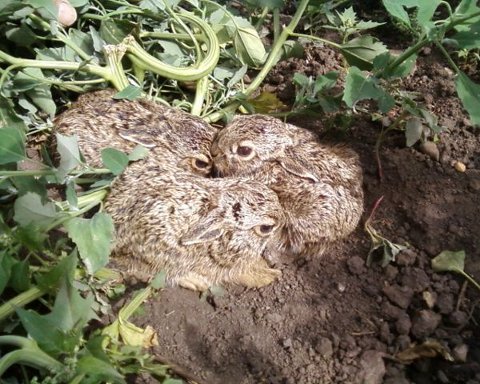 Three baby hares hide cuddling under the plant cover