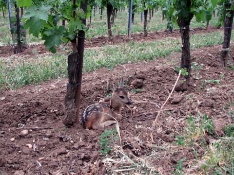 Fawn in the vinyard.