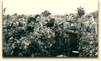 Wine harvest 50 years ago