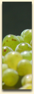 Reife Weißweintrauben gleich nach der Ernte