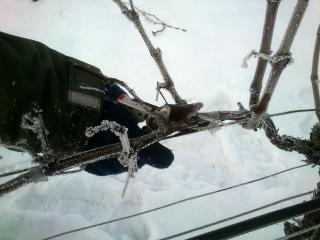 Secateurs used for pruning the vines.