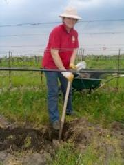 Planting a grapevine