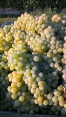 A crate of fresh grapes