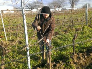 Rebschnitt beim Pinot Noir