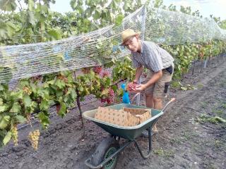 Trauben in der Scheibtruhe bei der Weinlese