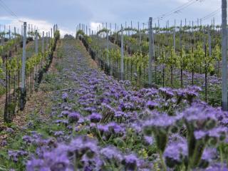 Blühende Begrünung zwischen den Weinreben