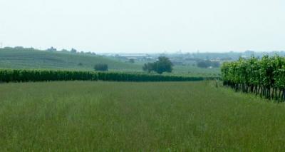 Sommerpanorama von Gols