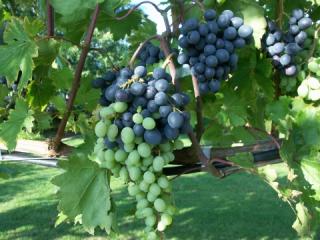 Red wine grapes changing colour in August