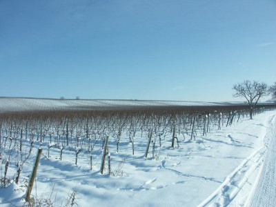 Weingärten im Winterkleid