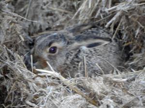 Young hare only a couple weeks old