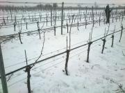 Nach dem Rebschnitt / after pruning