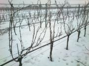 Vor dem Rebschnitt / before pruning