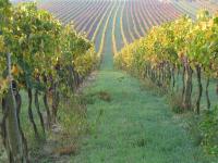 View into an organic vineyard