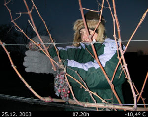 Icewine harvest by hand. Dec. 25th 2003