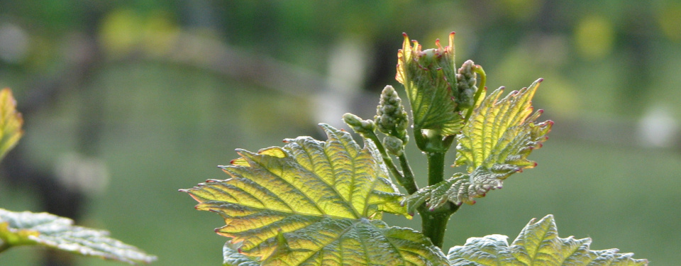 Young shoot with first leafes and grapes shortly after it started to grow
