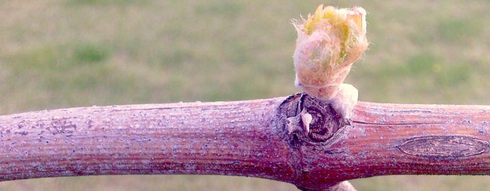 Budding vine shoot