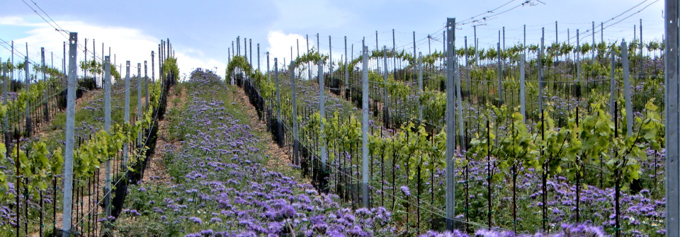 [i18n] 5-Weingartenbegruenung_Phacelia