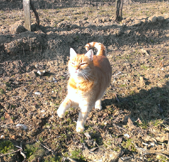 Red cat lifts its right paw.