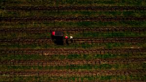 Drone view of two persons with a PV-powered electric vehicle working in a vineyard betwenn the vines.