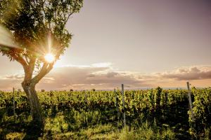 View into a vineyard. There is a walnut tree in the foreground. The sun's rays are visible between the tree's leafes.